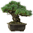 Pinus parviflora, 30 cm, ± 40 Jahre alt, mit einem Wurzelansatz von 11 cm