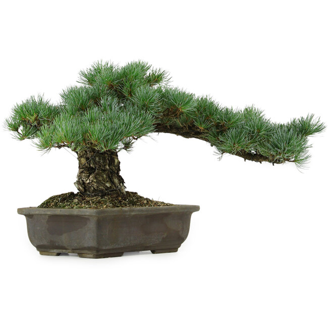 Pinus parviflora, 30 cm, ± 40 anni, con nebari di 11 cm