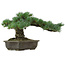 Pinus parviflora, 30 cm, ± 40 years old, with a nebari of 11 cm