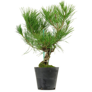 Pinus thunbergii, 35 cm, ± 15 ans