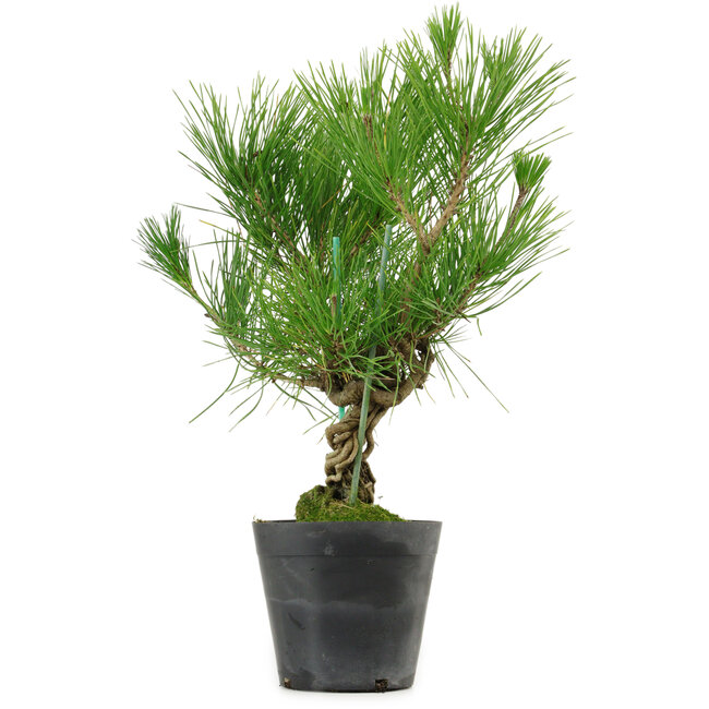 Pinus thunbergii, 35 cm, ± 15 jaar oud