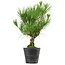 Pinus thunbergii, 35 cm, ± 15 years old