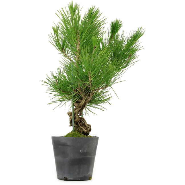 Pinus thunbergii, 35 cm, ± 15 años de edad