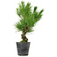 Pinus thunbergii, 35 cm, ± 15 ans