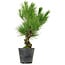 Pinus thunbergii, 35 cm, ± 15 years old