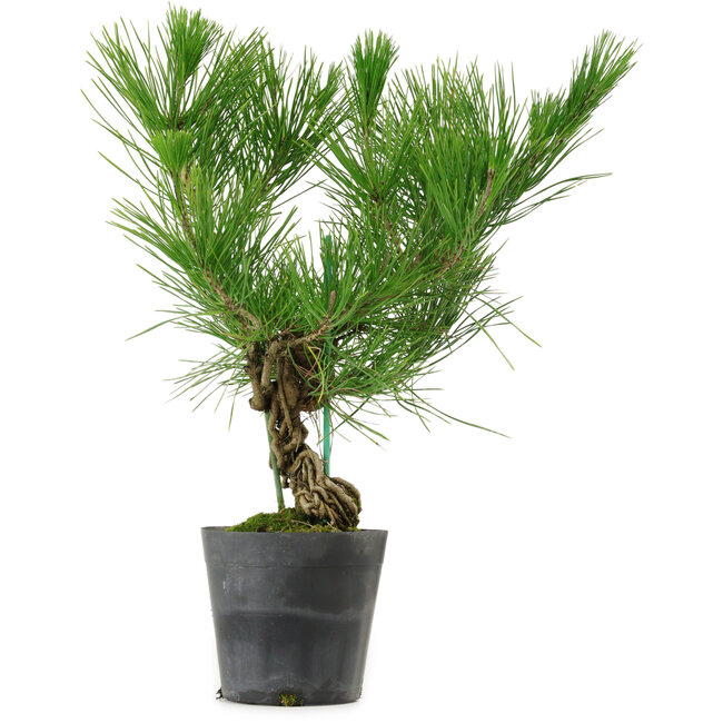 Pinus thunbergii, 35 cm, ± 15 jaar oud