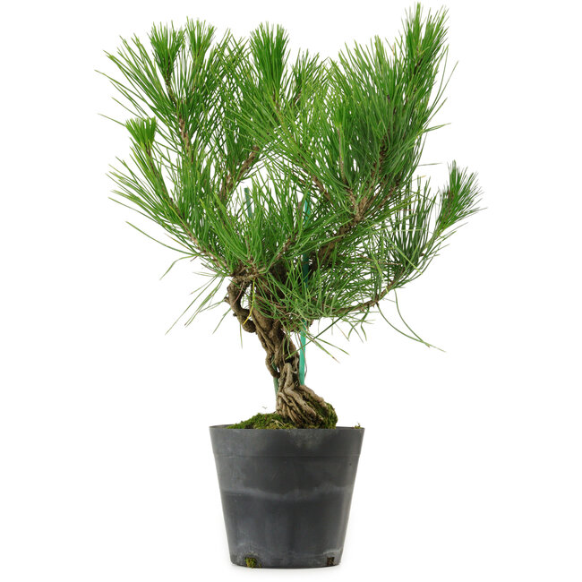 Pinus thunbergii, 35 cm, ± 15 Jahre alt