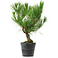 Pinus thunbergii, 35 cm, ± 15 Jahre alt