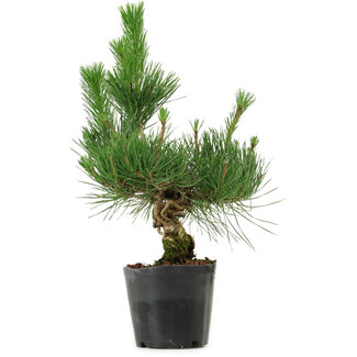 Pinus thunbergii, 40 cm, ± 15 years old
