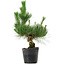 Pinus thunbergii, 40 cm, ± 15 Jahre alt
