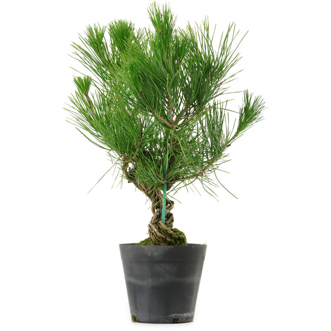 Pinus thunbergii, 35 cm, ± 15 años de edad