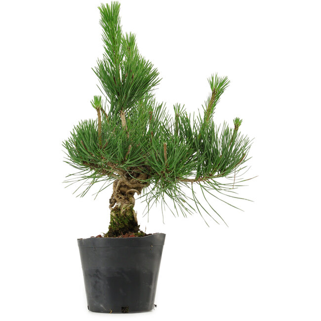 Pinus thunbergii, 40 cm, ± 15 anni