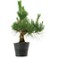 Pinus thunbergii, 40 cm, ± 15 años de edad