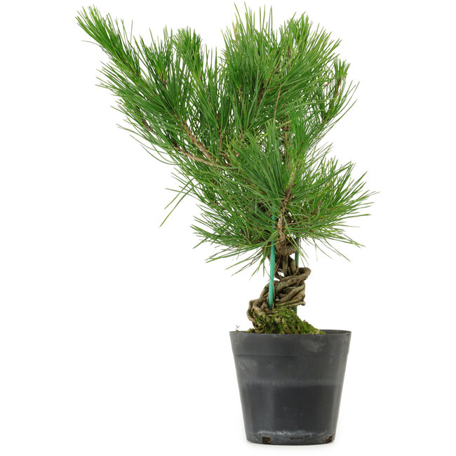 Pinus thunbergii, 35 cm, ± 15 jaar oud