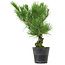 Pinus thunbergii, 35 cm, ± 15 ans