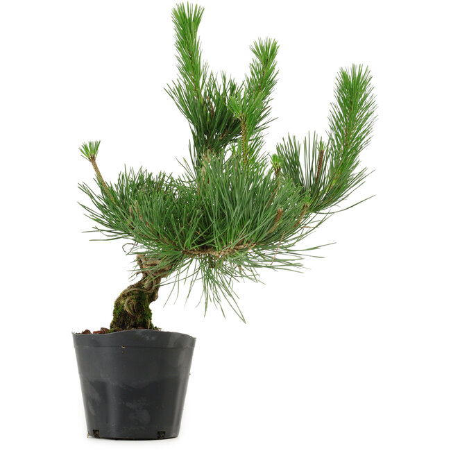Pinus thunbergii, 40 cm, ± 15 años de edad