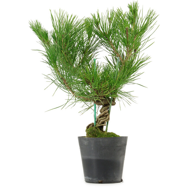 Pinus thunbergii, 35 cm, ± 15 Jahre alt