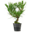 Pinus thunbergii, 35 cm, ± 15 years old