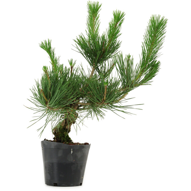 Pinus thunbergii, 40 cm, ± 15 years old