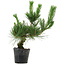 Pinus thunbergii, 40 cm, ± 15 anni
