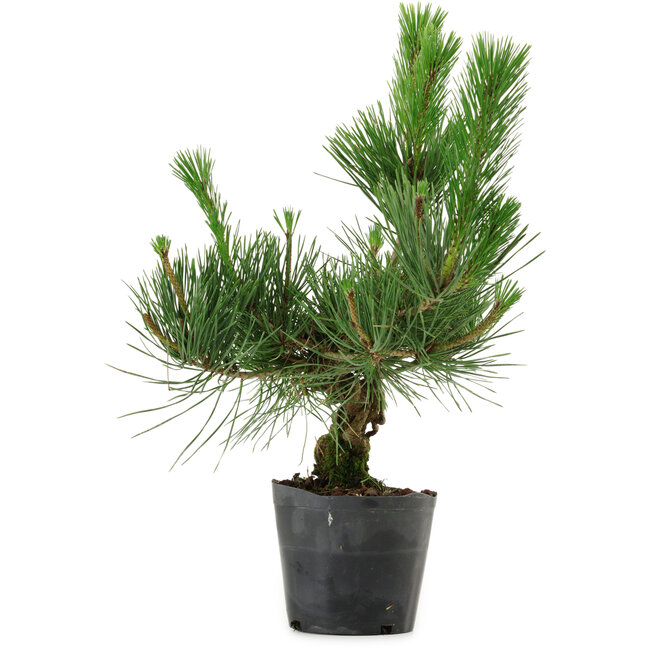Pinus thunbergii, 40 cm, ± 15 Jahre alt
