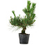 Pinus thunbergii, 40 cm, ± 15 años de edad