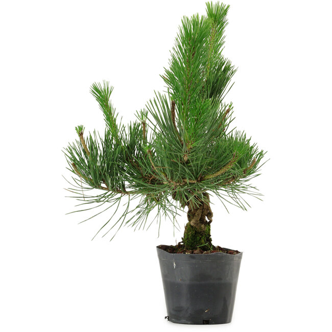 Pinus thunbergii, 40 cm, ± 15 años de edad