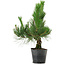 Pinus thunbergii, 40 cm, ± 15 years old