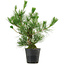 Pinus thunbergii, 45 cm, ± 15 anni