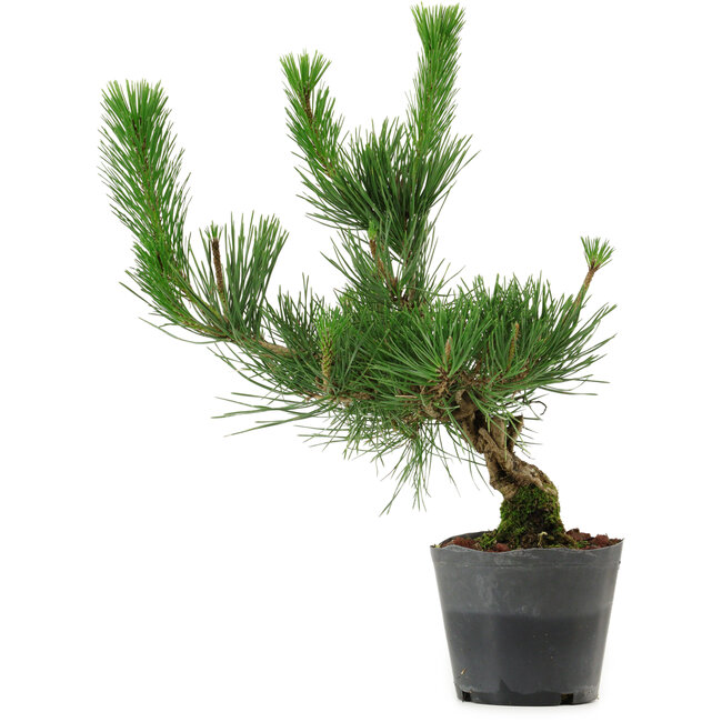 Pinus thunbergii, 40 cm, ± 15 anni