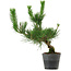 Pinus thunbergii, 40 cm, ± 15 Jahre alt
