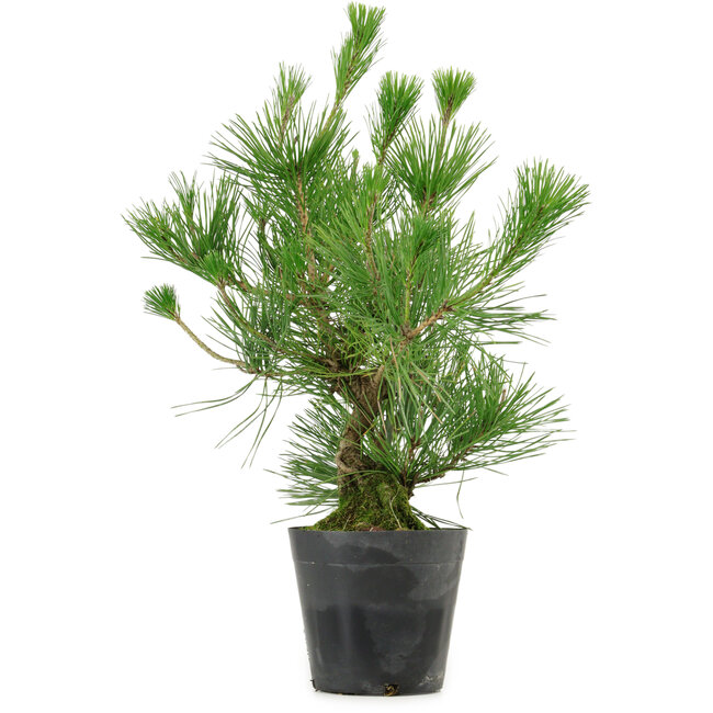 Pinus thunbergii, 45 cm, ± 15 years old