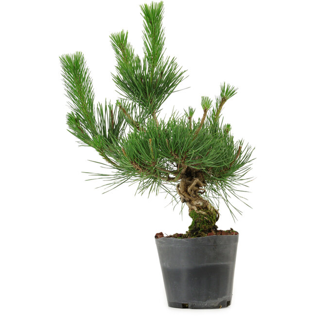 Pinus thunbergii, 40 cm, ± 15 anni