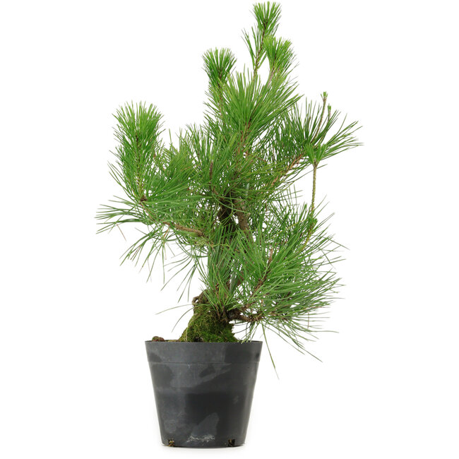 Pinus thunbergii, 45 cm, ± 15 anni