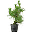 Pinus thunbergii, 45 cm, ± 15 years old