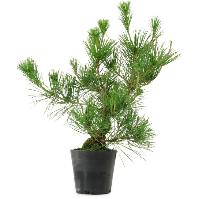 Pinus thunbergii, 45 cm, ± 15 años de edad