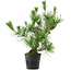 Pinus thunbergii, 45 cm, ± 15 años de edad