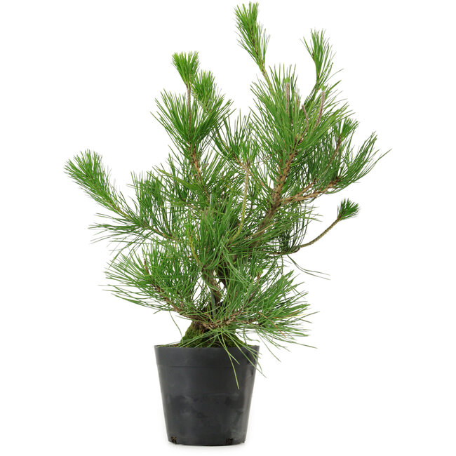 Pinus thunbergii, 45 cm, ± 15 years old
