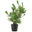 Pinus thunbergii, 45 cm, ± 15 years old