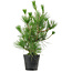 Pinus thunbergii, 45 cm, ± 15 ans
