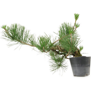 Pinus thunbergii, 24 cm, ± 15 jaar oud