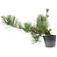 Pinus thunbergii, 24 cm, ± 15 years old