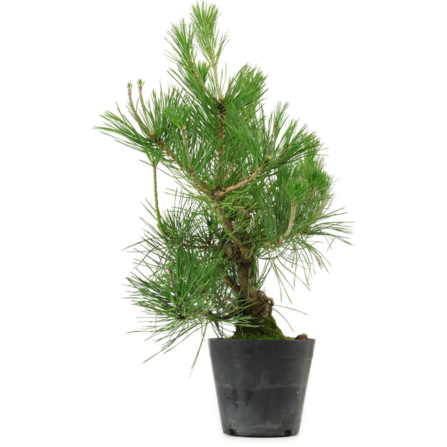 Pinus thunbergii, 45 cm, ± 15 jaar oud