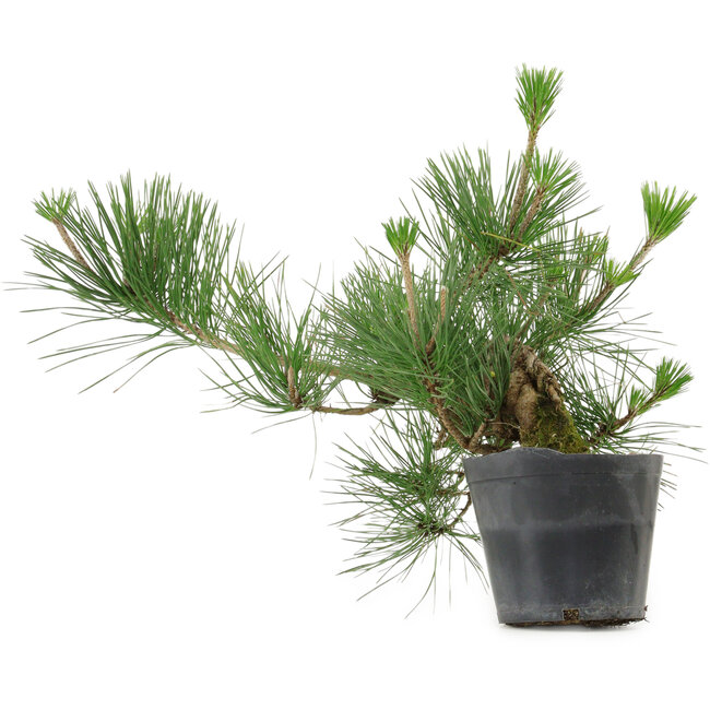 Pinus thunbergii, 24 cm, ± 15 años de edad