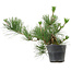 Pinus thunbergii, 24 cm, ± 15 años de edad