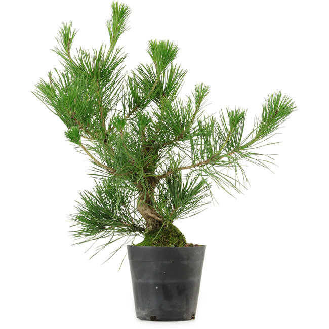 Pinus thunbergii, 45 cm, ± 15 years old