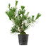 Pinus thunbergii, 45 cm, ± 15 years old