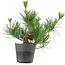 Pinus thunbergii, 24 cm, ± 15 anni