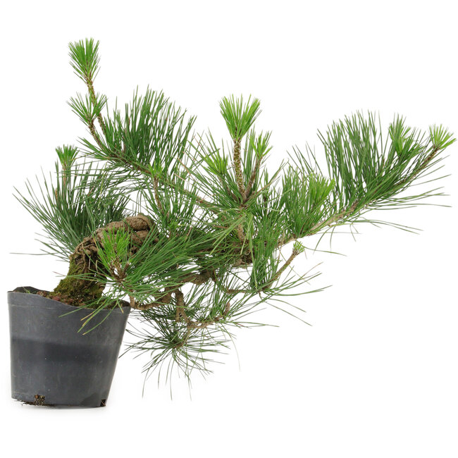 Pinus thunbergii, 24 cm, ± 15 jaar oud