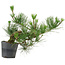 Pinus thunbergii, 24 cm, ± 15 años de edad